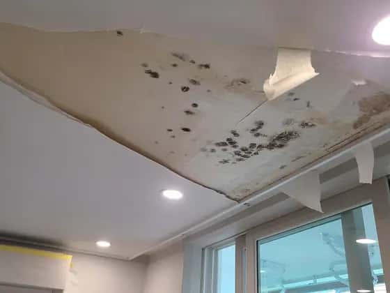 곰팡이가 점점이 번진 천장